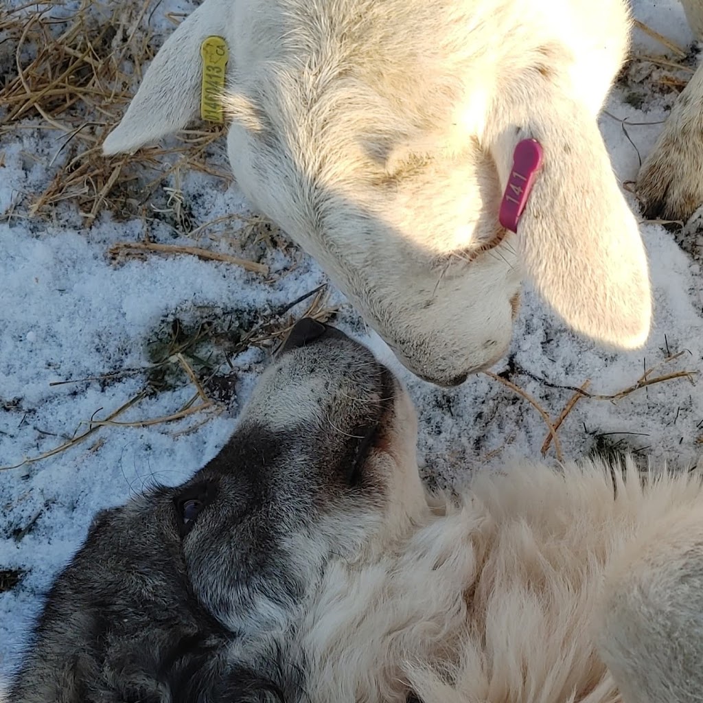 The Sheep Farm | 1324 E Quarter Line, Walsingham, ON N0E 1X0, Canada | Phone: (519) 635-9558