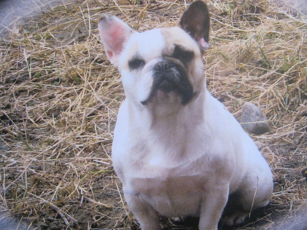 Carrefour Santé Animale | 4600 Boulevard Industriel, Sherbrooke, QC J1L 2S8, Canada | Phone: (819) 562-4448