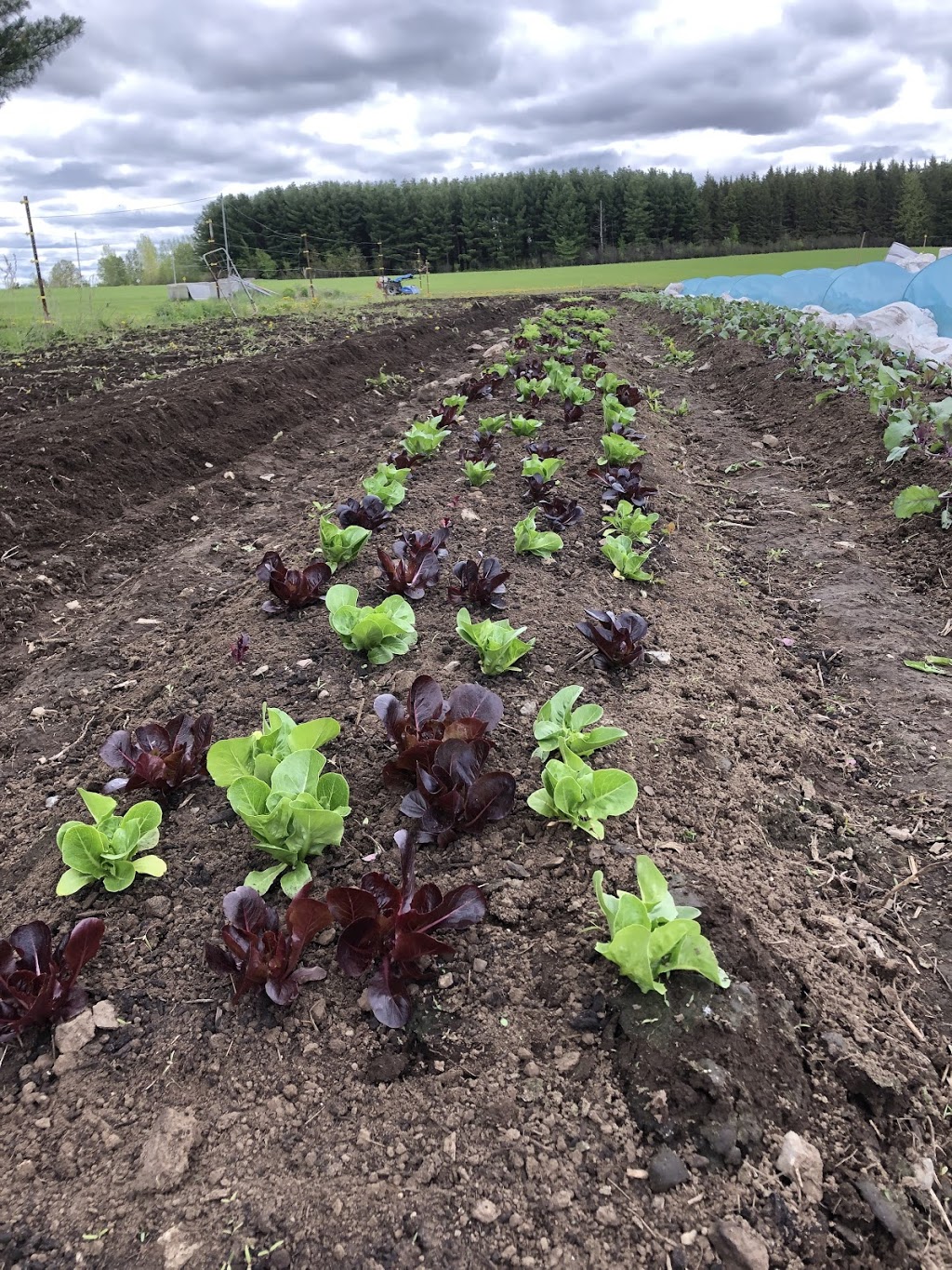 La Cache Verte | 1197 Chemin Sainte-Marie, Sainte-Marthe, QC J0P 1W0, Canada | Phone: (819) 817-2056