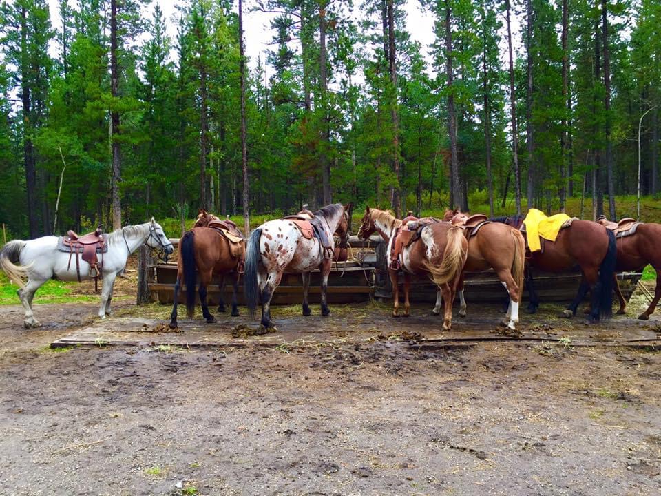 McKenzies Trails West | David Thompson Hwy, Cline River, AB T0M 2H0, Canada | Phone: (403) 721-7433