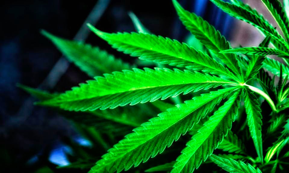 Medicinal Express | 1745 Nanaimo St, Vancouver, BC V5N 5C1, Canada | Phone: (604) 428-3420