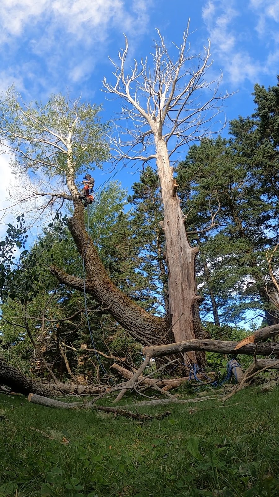White Wolf Tree Service | 90 Wakefield Ct, Middle Sackville, NS B4E 0H1, Canada | Phone: (902) 414-6429