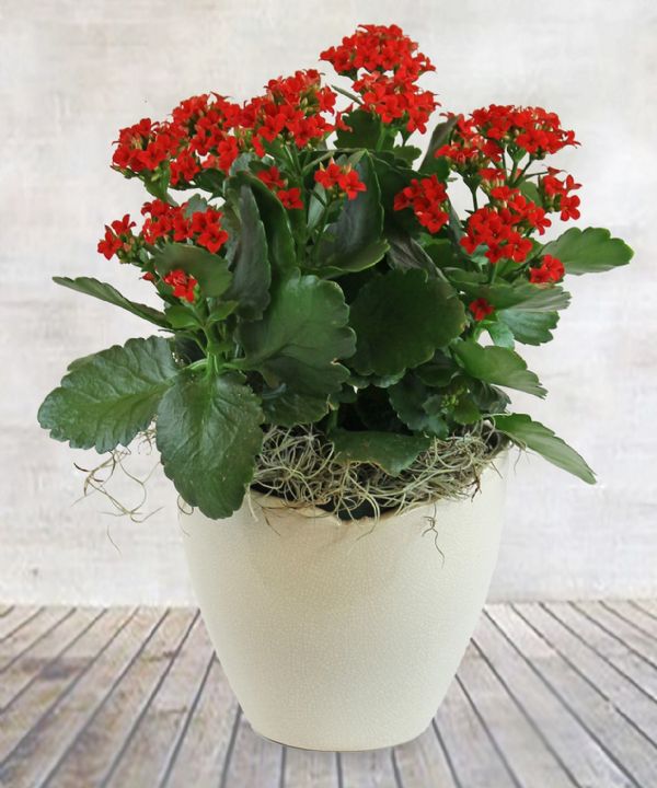 Serendipity Flowers | 410 33rd Street West, Saskatoon, SK S7L 0V6, Canada | Phone: (306) 384-3003