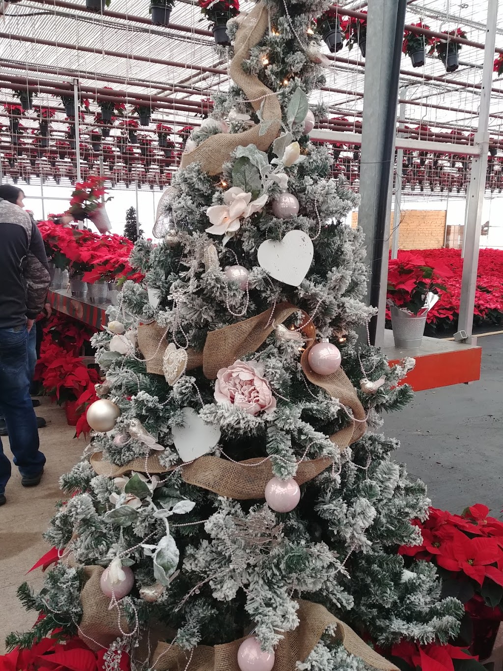 Forest Glen Greenhouse | 664 Brentwood Rd, Brookfield, NS B0N 1C0, Canada | Phone: (902) 673-3387