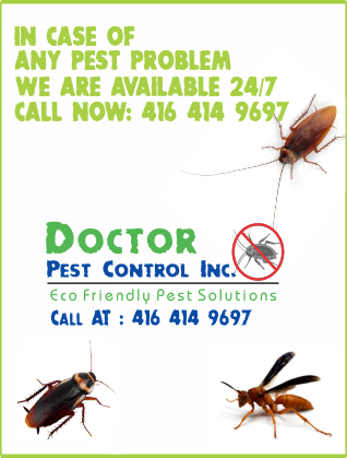 Pest No More Inc. | 760 Sombrero Way, Mississauga, ON L5W 1S8, Canada | Phone: (647) 920-9697