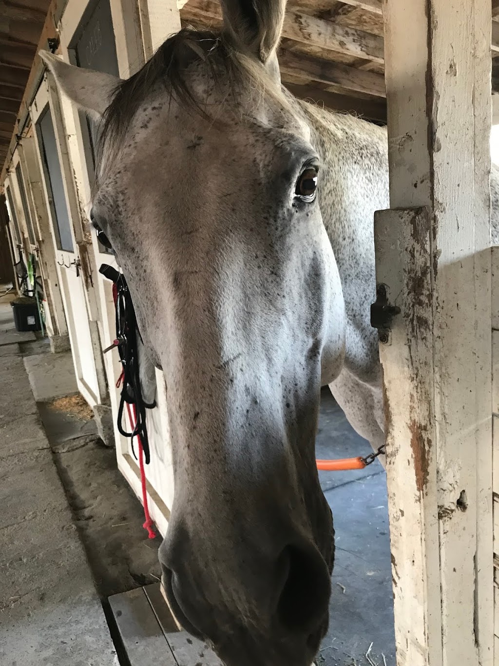 Park Lane Equestrian Centre | 788 216 St, Langley Twp, BC V2Z 1R5, Canada | Phone: (604) 534-0917