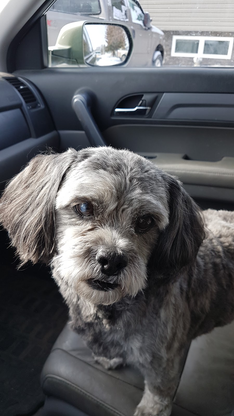 Bonnies LOV-IN TOUCH Pet Grooming /Massage | 987 Hawthorne Crescent, Moose Jaw, SK S6H 6T5, Canada | Phone: (306) 631-4985