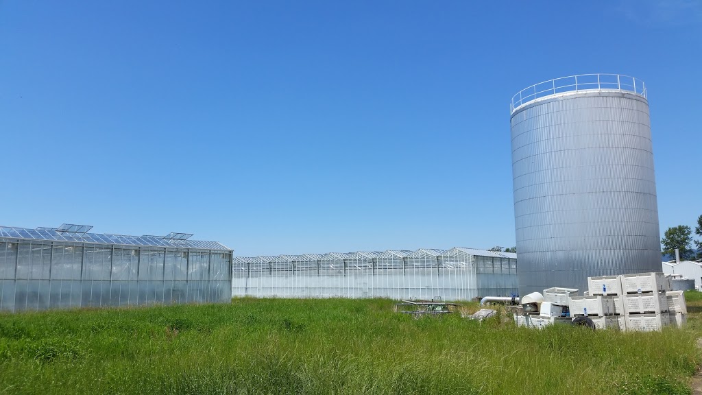 Uppal Farms and Greenhouses ltd. | 34050 Hallert Rd, Abbotsford, BC V3G 1P9, Canada | Phone: (604) 504-7386