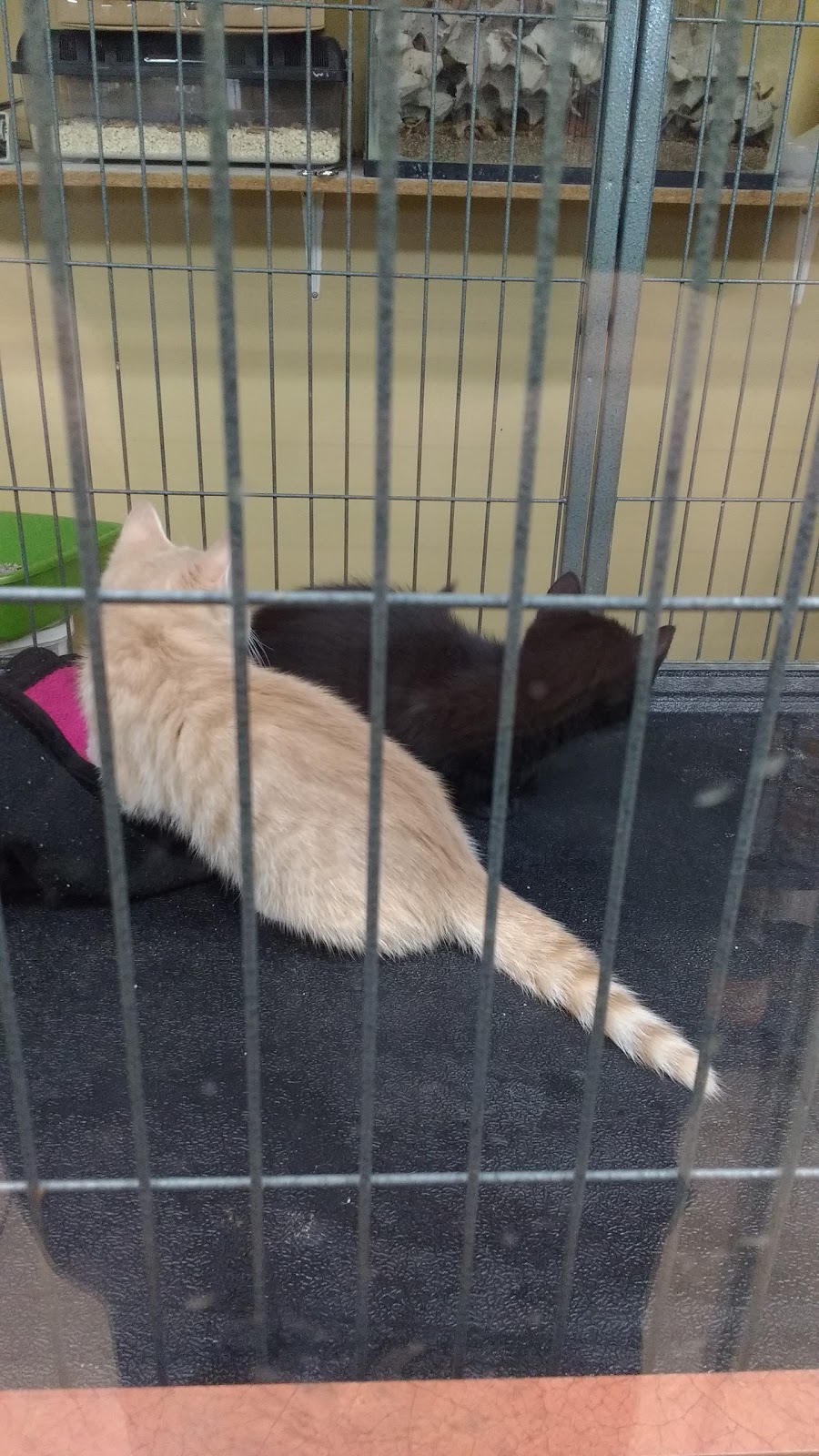 Animalerie De Cowansville Inc | 187 Rue Principale, Cowansville, QC J2K 1J3, Canada | Phone: (450) 263-9422