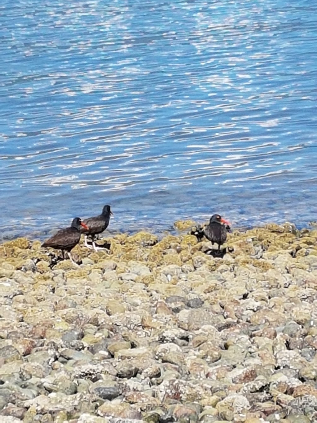 Porteau Cove Dive Site | Unnamed Road, Squamish-Lillooet D, BC, Canada