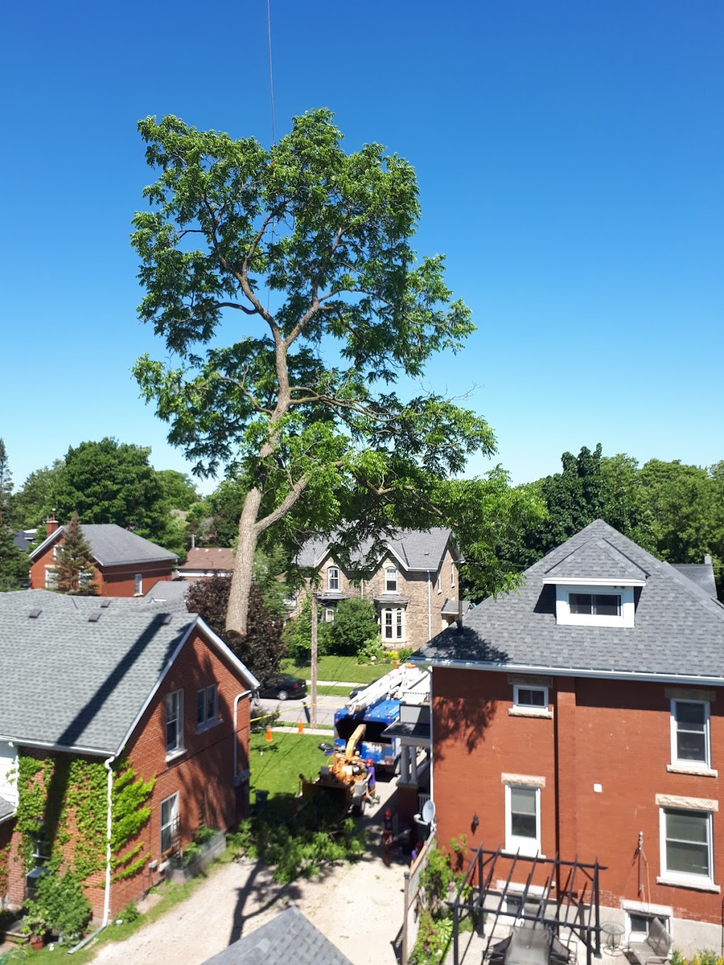 Royal City Tree Care | 18 Landsdown Dr, Guelph, ON N1L 1H2, Canada | Phone: (226) 203-3133