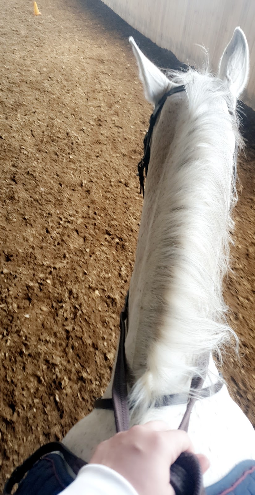 Windsor-Essex Equestrian Centre | 6950 Concession Rd 9, Maidstone, ON N0R 1K0, Canada | Phone: (519) 984-3305