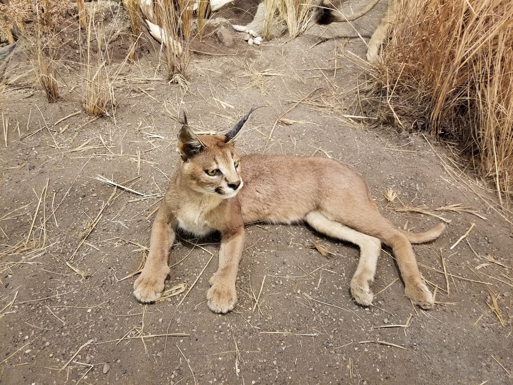Sundre Museum & Wildlife Exibit | 211 1 Ave SW, Sundre, AB T0M, Canada | Phone: (403) 638-3266