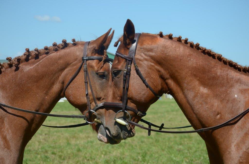 Country Hill Farm | 1380 Concession 3 Rd, Whitchurch-Stouffville, ON L4A 7X4, Canada | Phone: (905) 642-2642