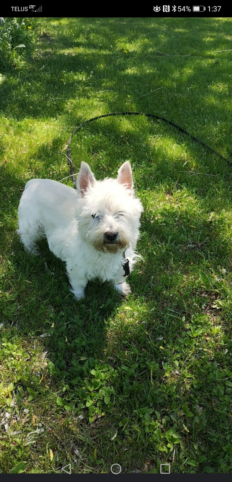 K9 Mechanix Dog Training | 383 County Rd 41, Kirkfield, ON K0M 2B0, Canada | Phone: (705) 309-5230