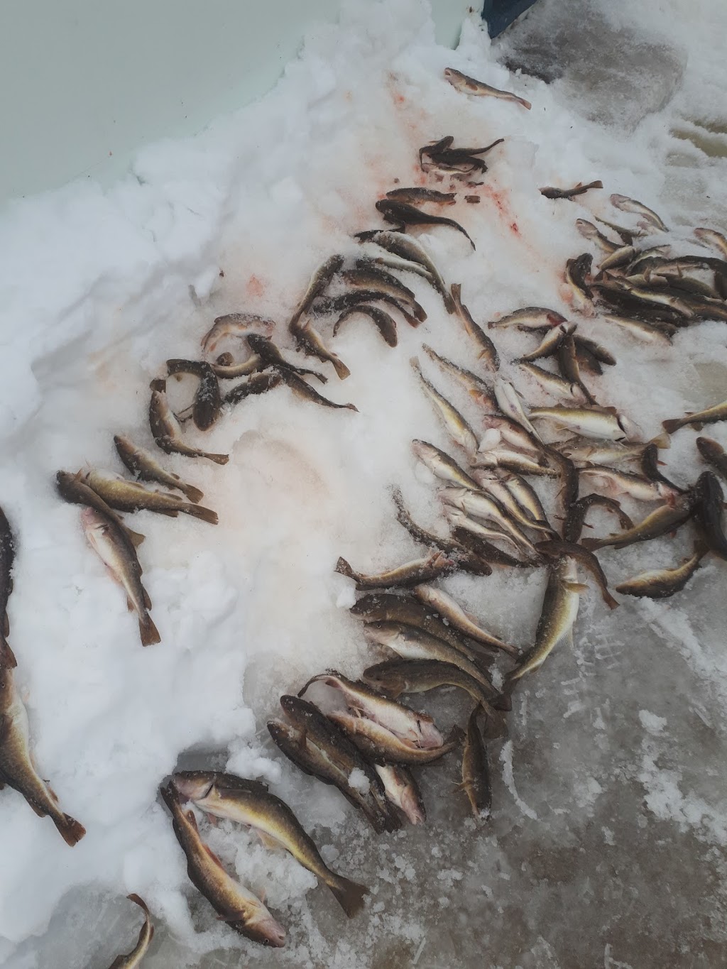 Centre de Pêche Sylvain Baril | 20 Rue Principale, Sainte-Anne-de-la-Pérade, QC G0X 2J0, Canada | Phone: (418) 325-2747