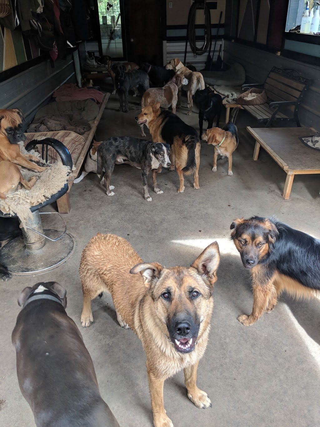 Island Canine Care | 4159 Cowichan Lake Rd, Duncan, BC V9L 6G8, Canada | Phone: (250) 715-8667