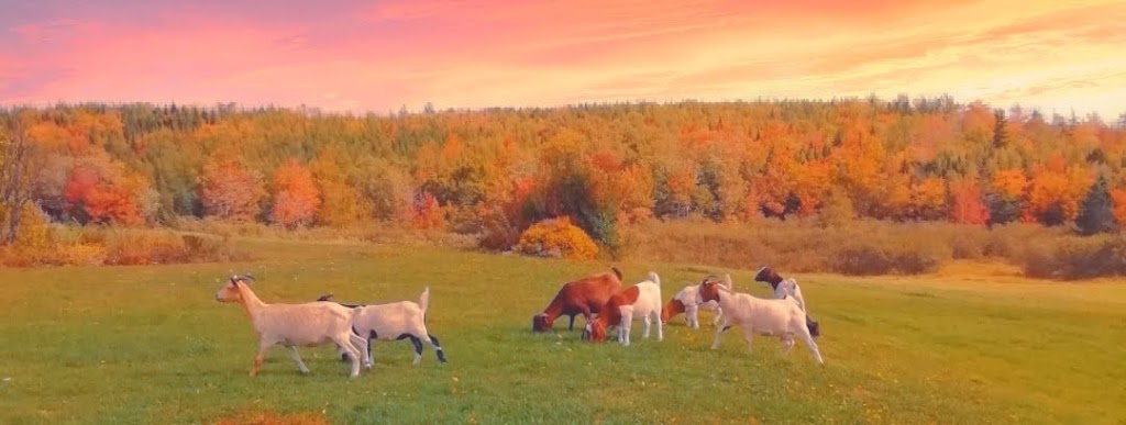 Pearl House Farm | 287 Upper Brookfield Rd, Brookfield, NS B0N 1C0, Canada | Phone: (902) 890-4226
