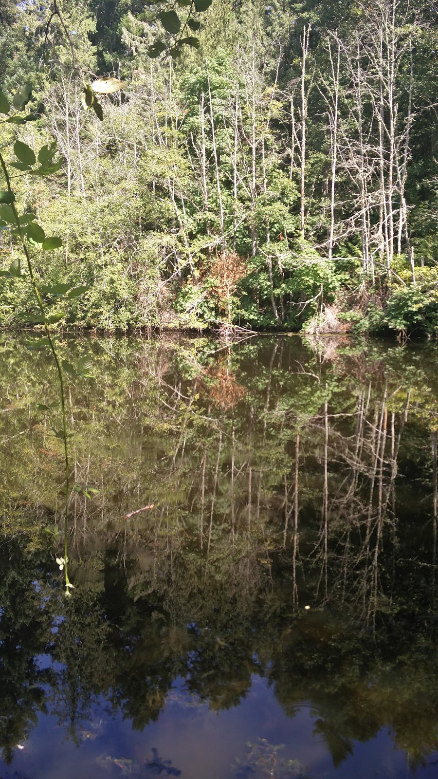 Duck Pond | 11119 Greenpark Dr, North Saanich, BC V8L 5N5, Canada