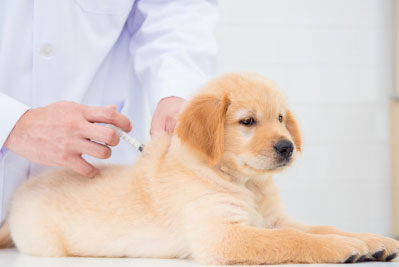 Dale Veterinary Clinic | 121 Toronto Rd #131, Port Hope, ON L1A 3S6, Canada | Phone: (905) 885-9577