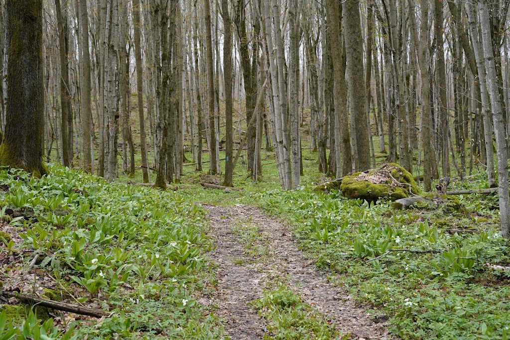 Hope Bay Forest Provincial Park | Lions Head, ON N0H 1W0, Canada | Phone: (519) 389-9056