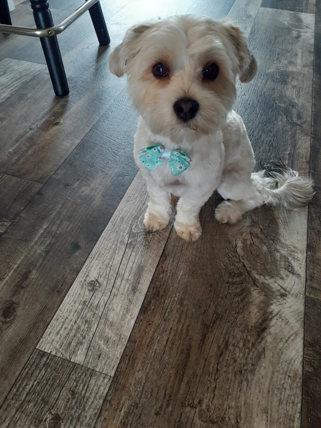 Barktouche Dog Grooming & Boarding | 227 Irving Blvd, Bouctouche, NB E4S 3K5, Canada | Phone: (506) 926-0028
