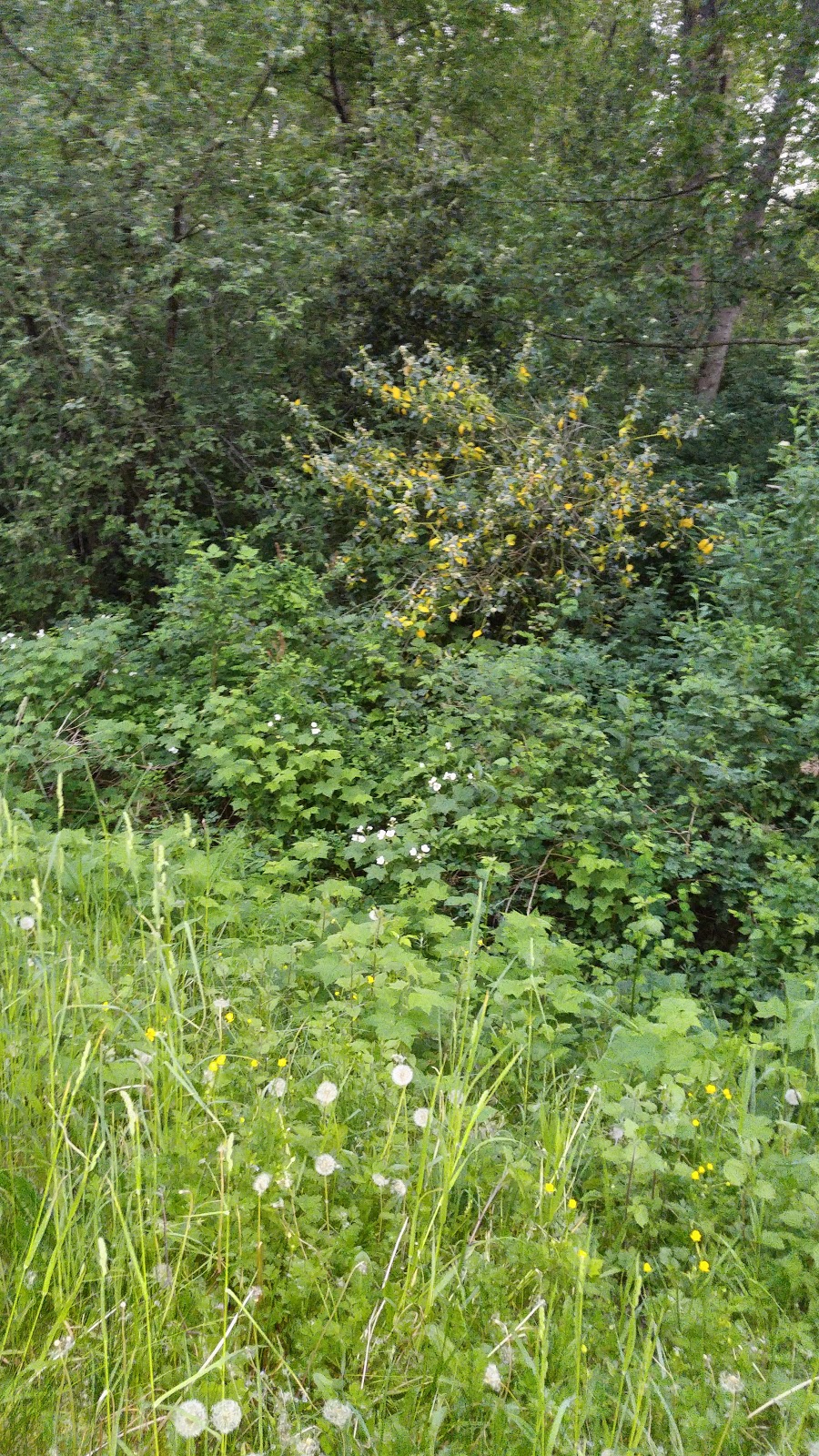 Fraser Foreshore Trail | Unnamed Road, Burnaby, BC V5J 5L8, Canada