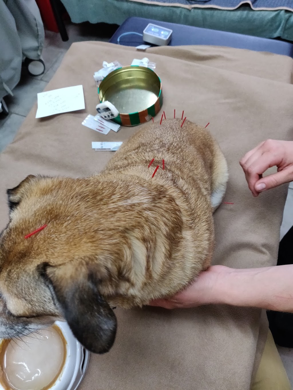 Essex Animal Hospital | 355 Talbot St N, Essex, ON N8M 2W3, Canada | Phone: (519) 776-7325