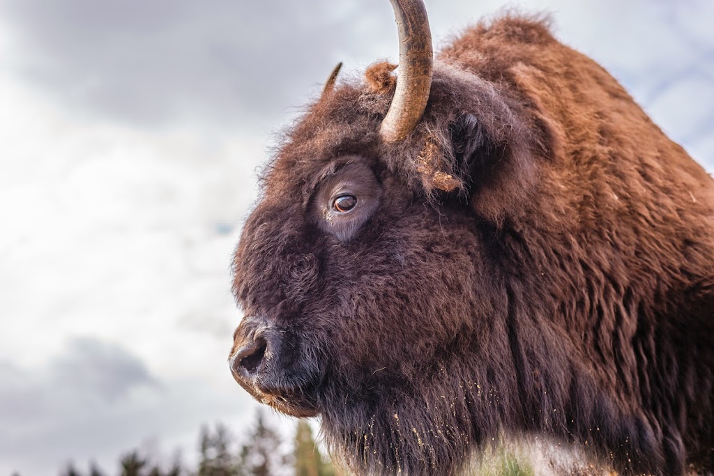 Canadian Rangeland Bison & Elk | 103, 3402 HYW, AB-12, Lacombe, AB T4L 1A7, Canada | Phone: (403) 786-9900