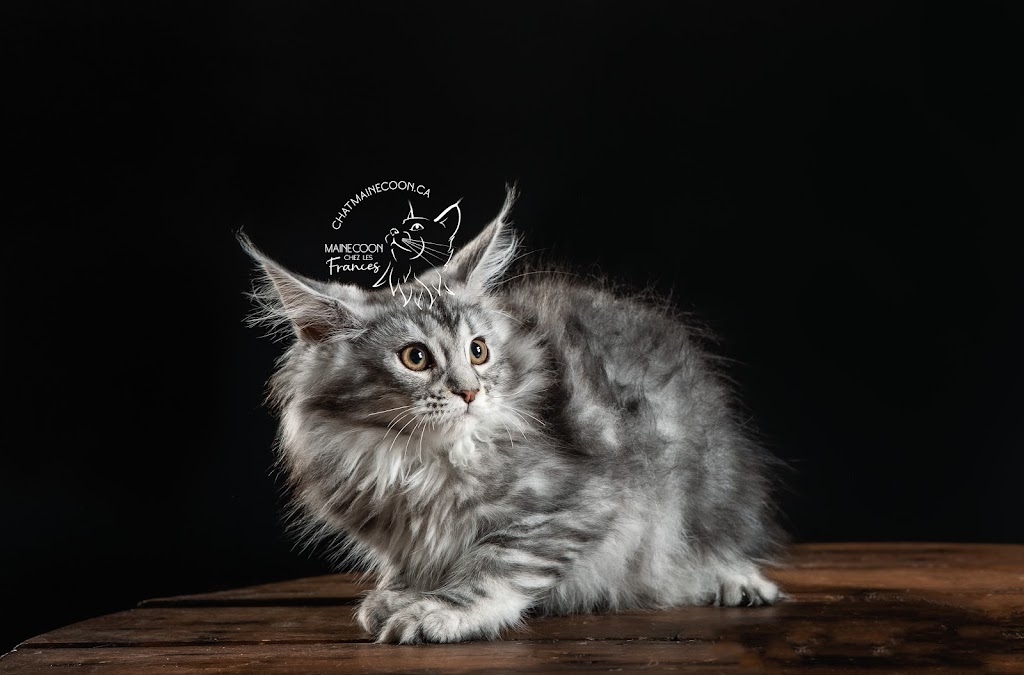 Chatterie Maine Coon FH (les Frances) | Rue St Étienne, LAssomption, QC J5W 1Y5, Canada | Phone: (514) 836-1560