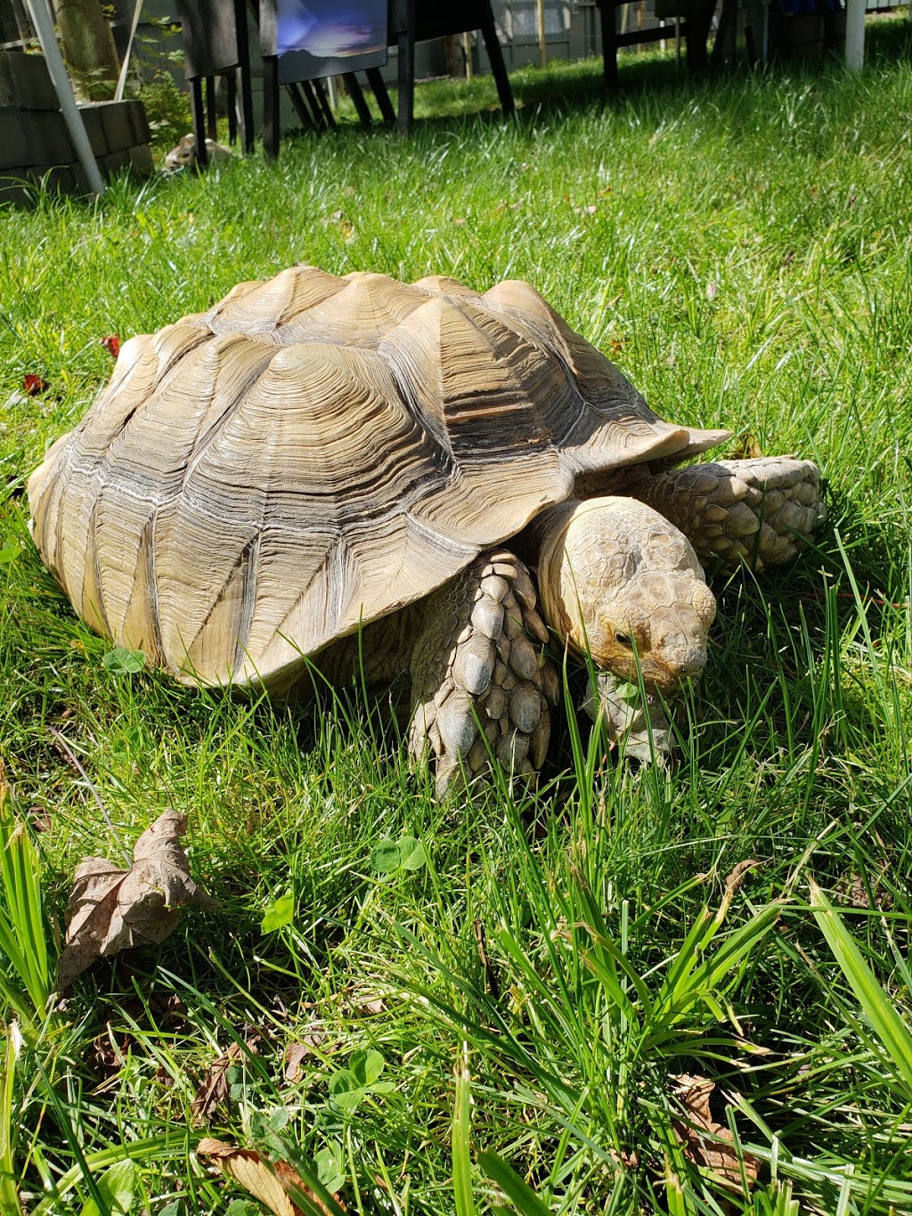 Hawk Creek Wildlife Center | 1963 Mill Rd, East Aurora, NY 14052, USA | Phone: (716) 652-8646