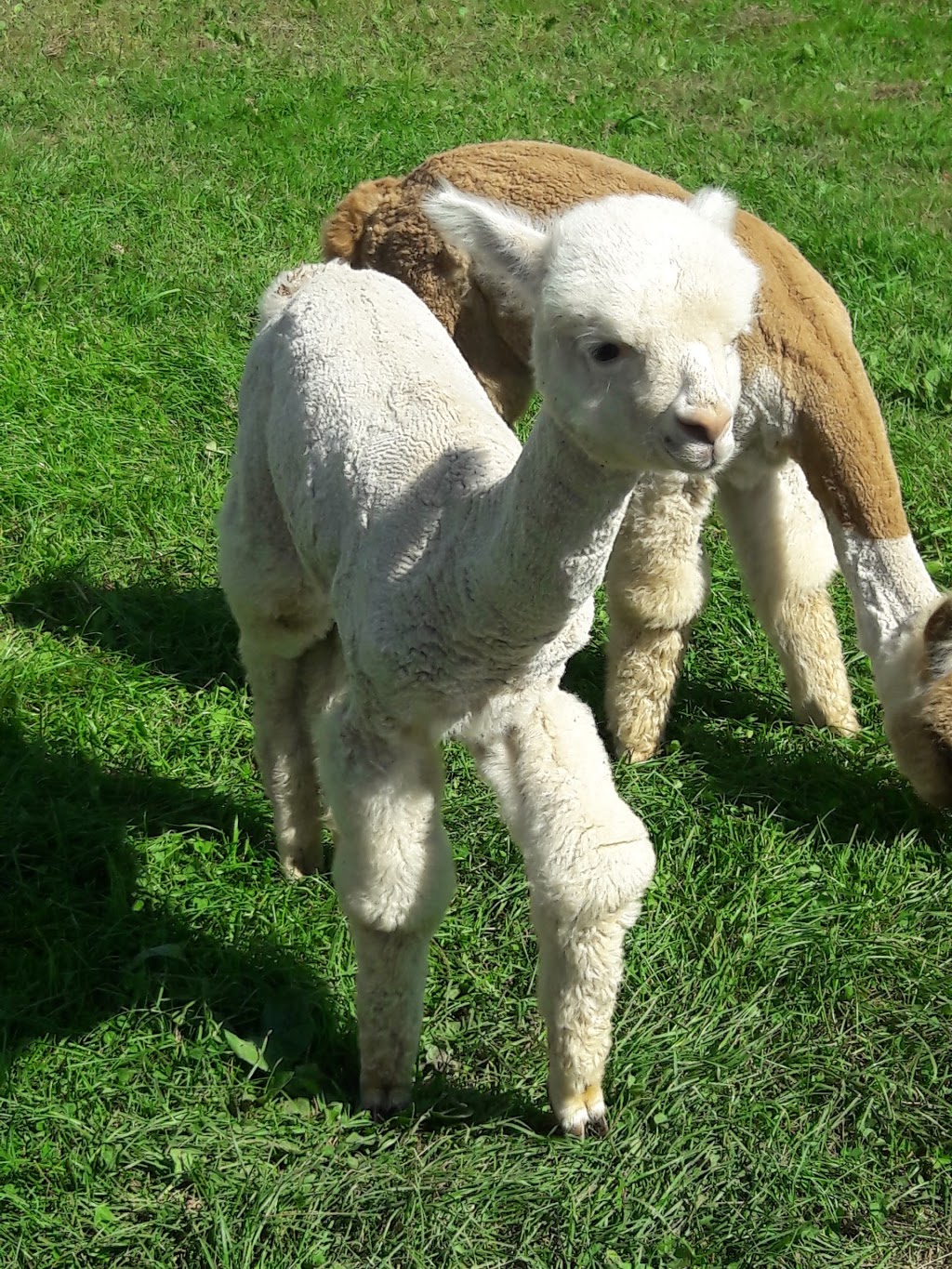 Thistle Creek Alpaca Farm | 1091 Ostrander Rd, East Aurora, NY 14052, USA | Phone: (716) 725-8238
