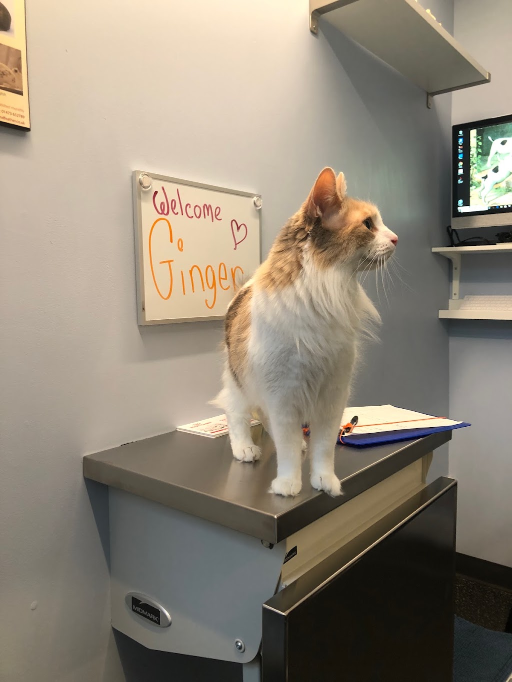 Jameson Queen Animal Hospital | 1516 Queen St W, Toronto, ON M6R 1A4, Canada | Phone: (647) 812-2627
