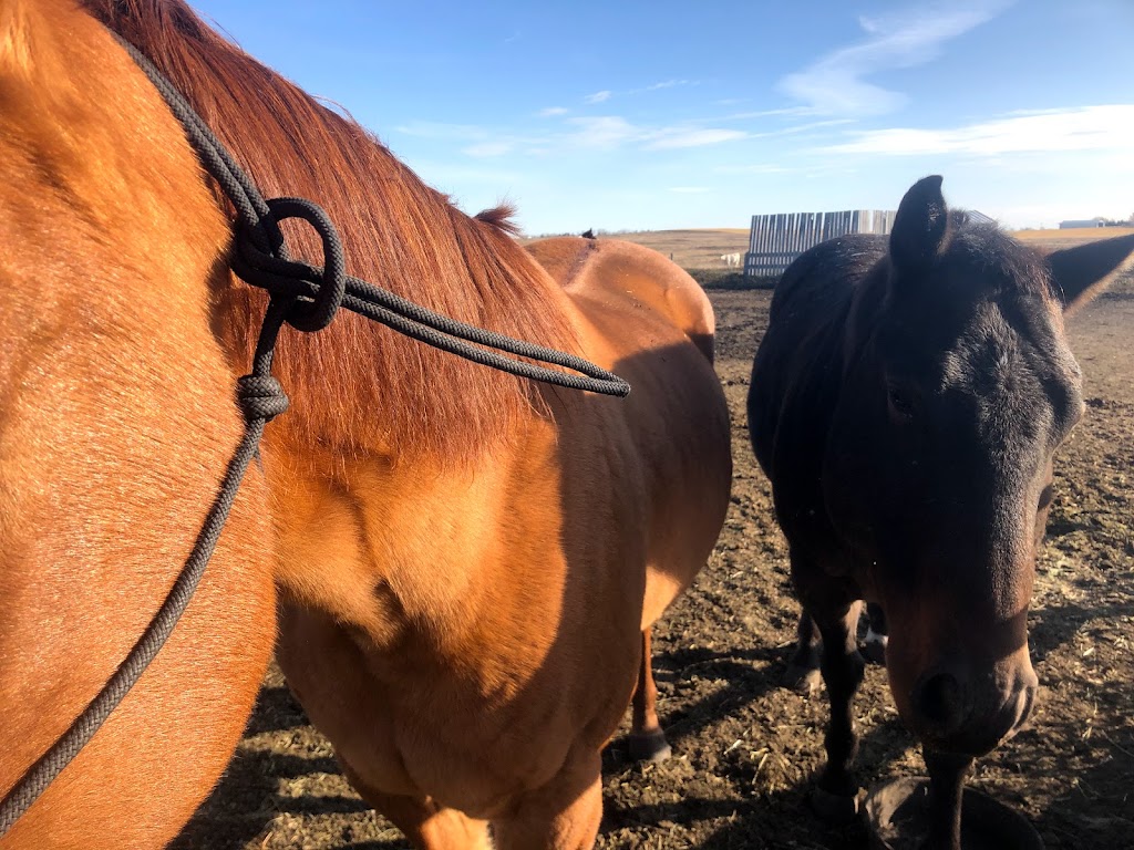 Sweetgrass Stables | 262234 Range Rd 290, Alberta T4A 0P7, Canada | Phone: (403) 226-0541