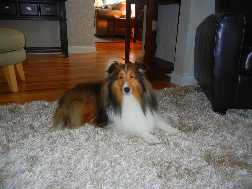 Lifeline Animal Clinic | 102-3581 Shelbourne St, Victoria, BC V8P 4G8, Canada | Phone: (250) 595-1239