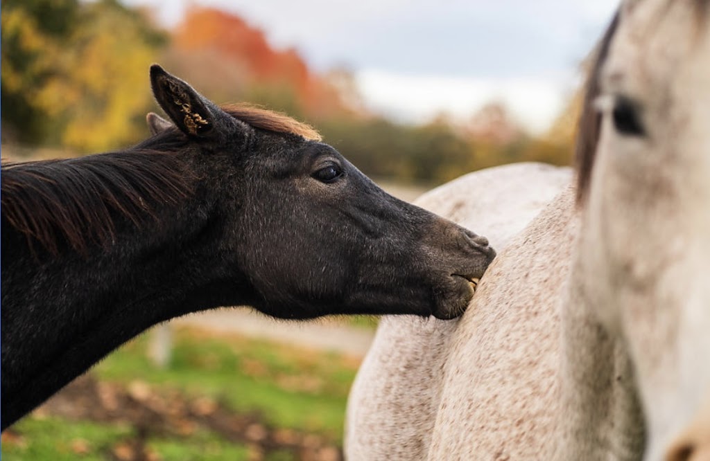 Pikturesque Farm | 1545 Rideau Ferry Rd, Perth, ON K7H 3C7, Canada | Phone: (613) 264-8187