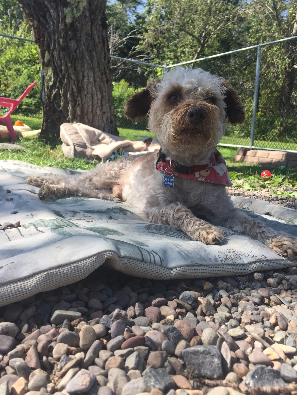 Pampered Paws Inn | 1725 Hammonds Plains Rd, Hammonds Plains, NS B4B 1P5, Canada | Phone: (902) 835-5739