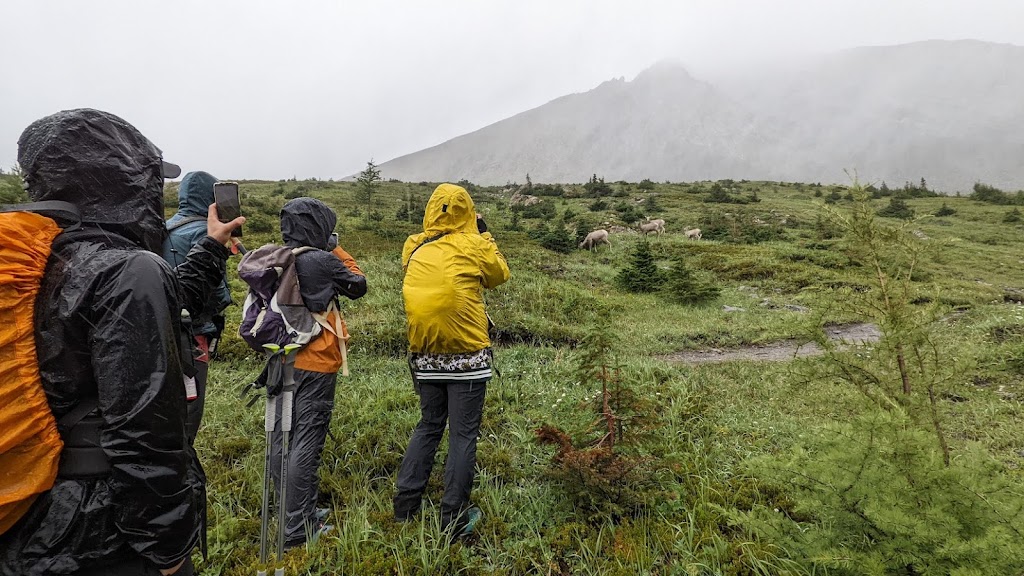 Bear Country Guiding & Consulting | 30 Shawnee Common SW, Calgary, AB T2Y 0R1, Canada | Phone: (403) 629-5688