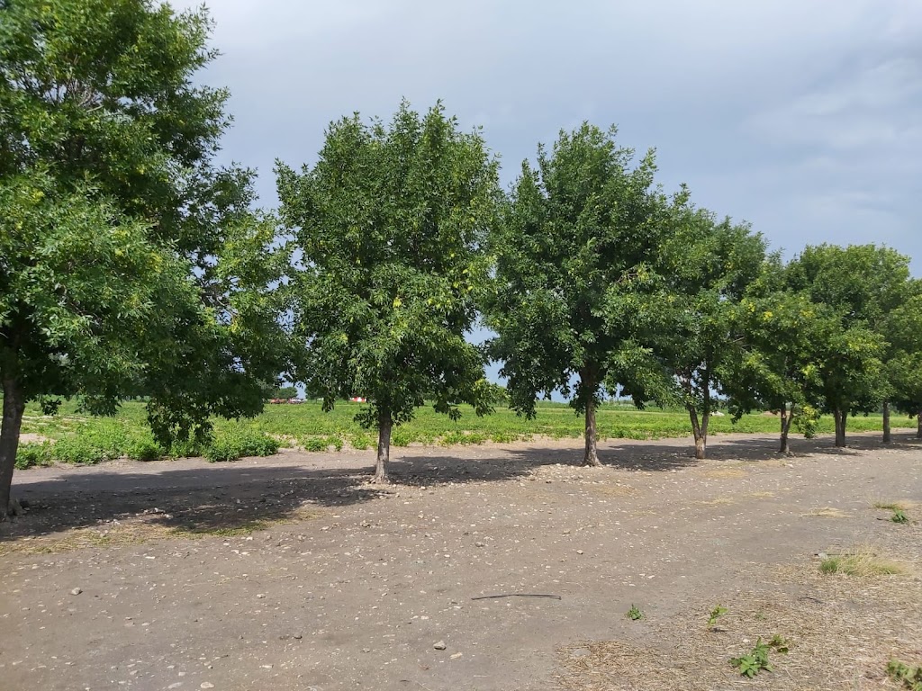 Boonstra Farms Ltd (Dairy Farm) | Rd 6w, MB R0H 0V0, Canada | Phone: (204) 322-5610
