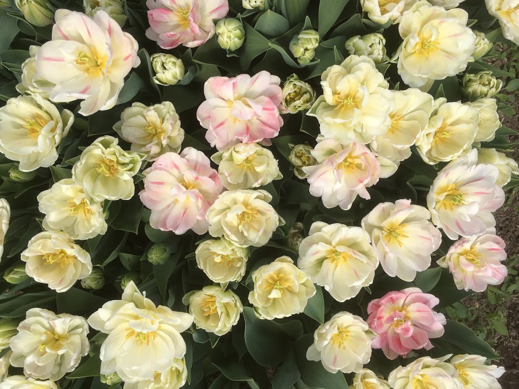 Feeder Flower Farm | 32775 Feeder Road West, Wainfleet, ON, Canada | Phone: (289) 821-4803