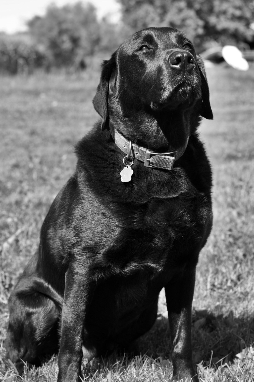 Alpha Advantage Raw Dog Food | 41829 Forks Rd, Wainfleet, ON L0S 1V0, Canada | Phone: (289) 213-2580