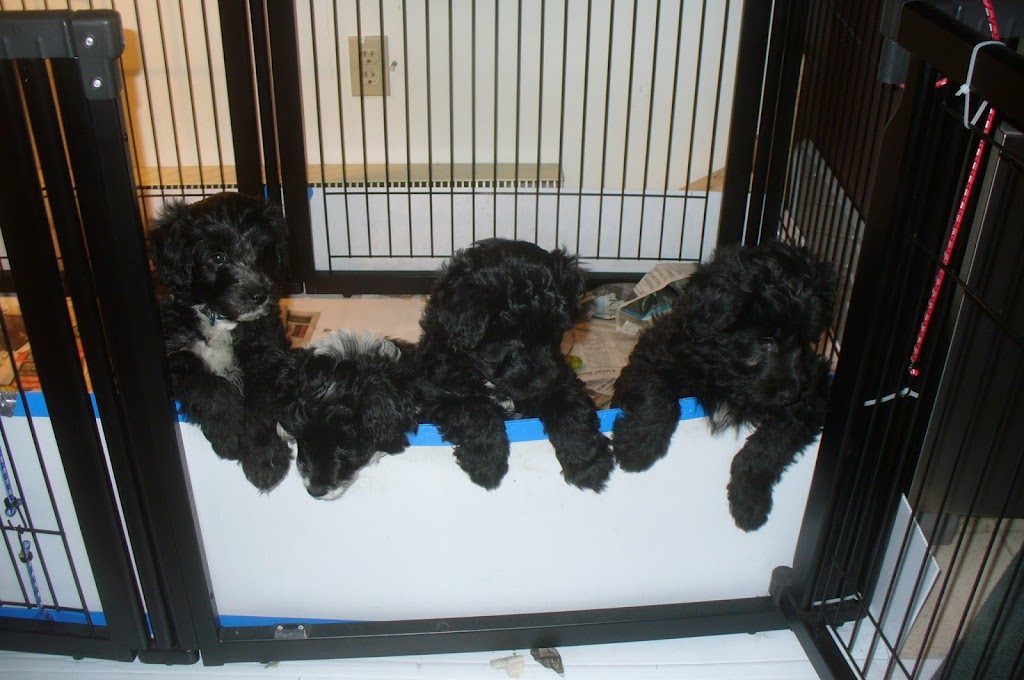 Wall 2 Wall Border Collies & Mini BorDoodles | Box 184, 250 Gimby St, Cartwright, MB R0K 0L0, Canada | Phone: (204) 529-2663