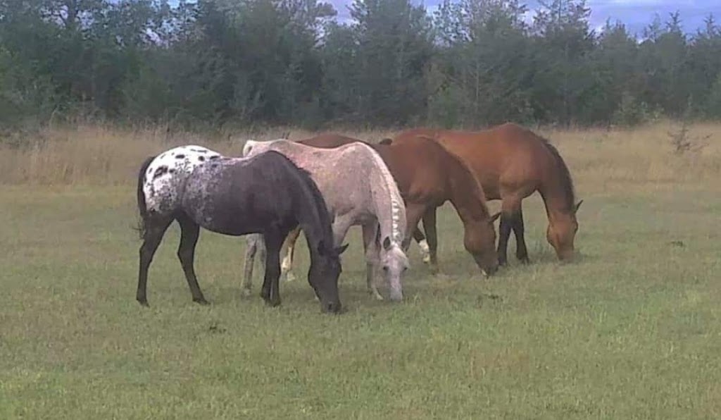 Grace Acres Equine Connection | 2050 Vent Rd, Napanee, ON K7R 3K9, Canada | Phone: (613) 214-2963