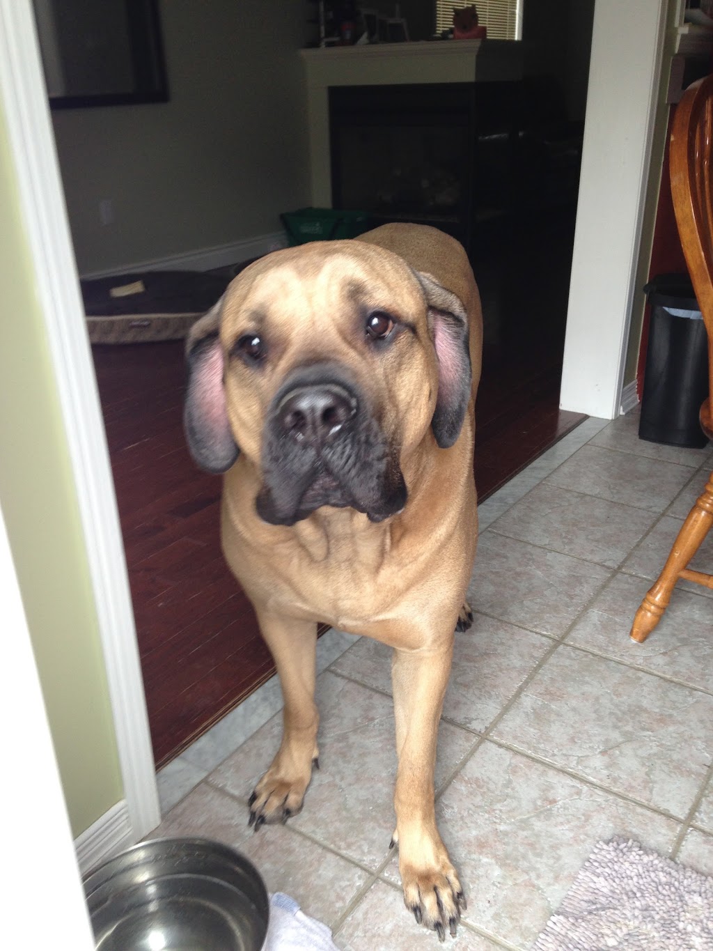 Mountain Bound Hounds | 1821 Willow Crescent, Squamish, BC V8B 0L9, Canada | Phone: (604) 849-2966