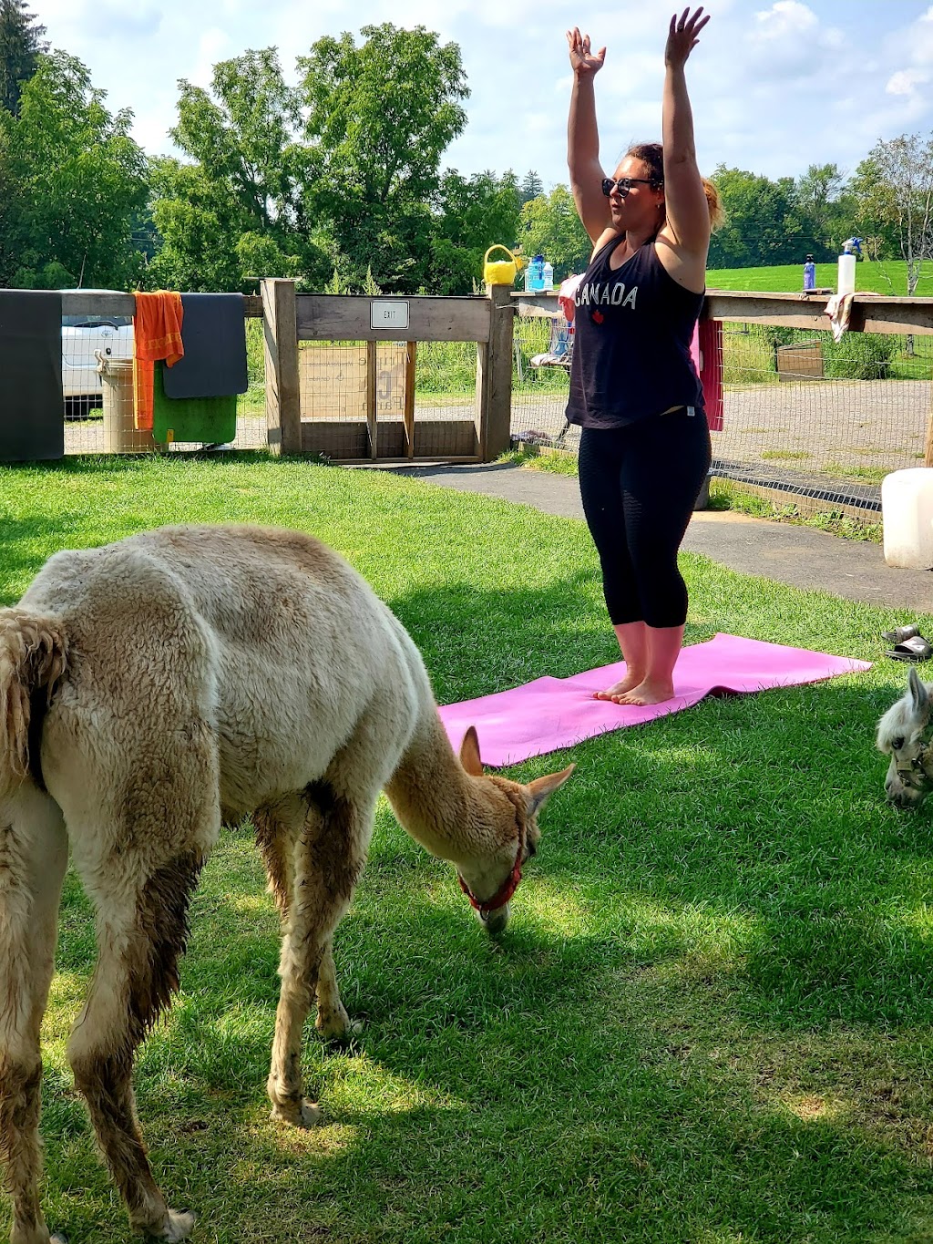 Triple C Farm | 500 Carluke Rd W, Ancaster, ON L9G 3L1, Canada | Phone: (289) 237-9526