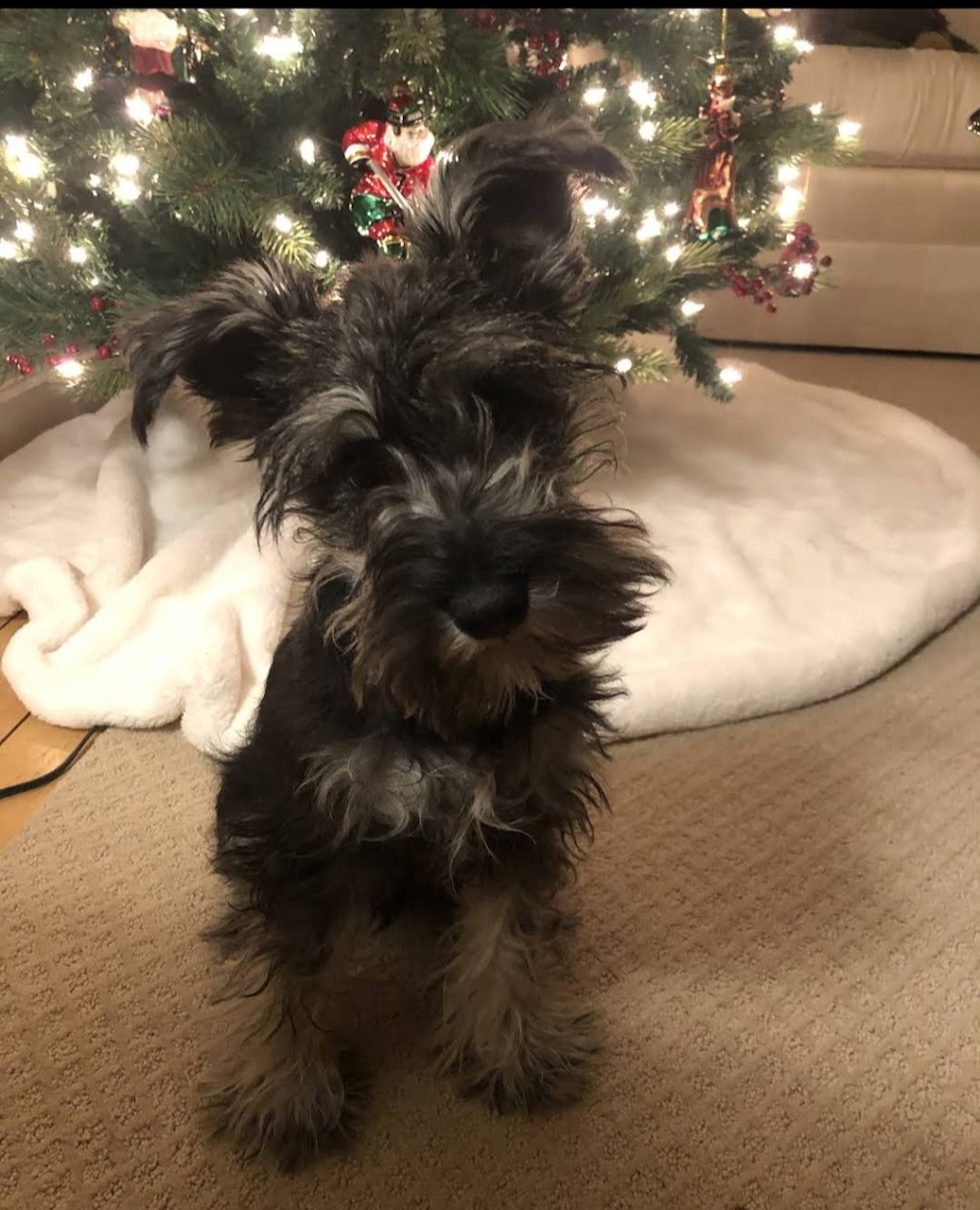 Fernweh Miniature Schnauzers | 3054 Trafalgar St #62, Abbotsford, BC V2S 7X6, Canada | Phone: 898-0708