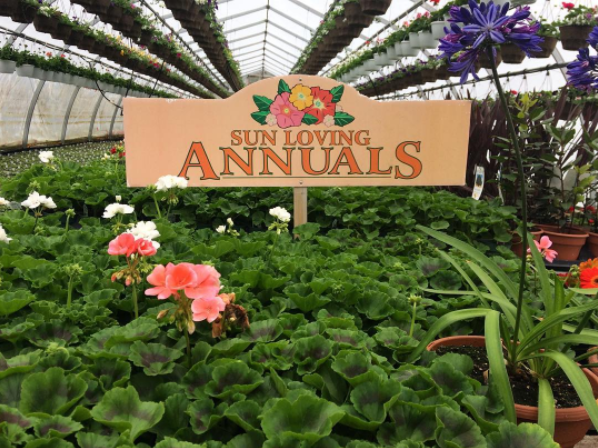 Thomas Greenhouses | 9633 Morning Glory Rd, Pefferlaw, ON L0E 1N0, Canada | Phone: (705) 437-2396