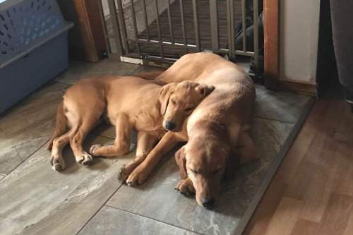 Dogs Inn Daycare | 848 Pine Glen Rd, Pine Glen, NB E1J 1R8, Canada | Phone: (506) 387-4121