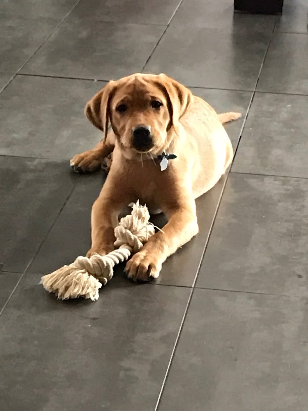 LUVLAB ❤️ LABRADORS | 520 Rang S, Saint-Thomas, QC J0K 3L0, Canada | Phone: (450) 757-2727