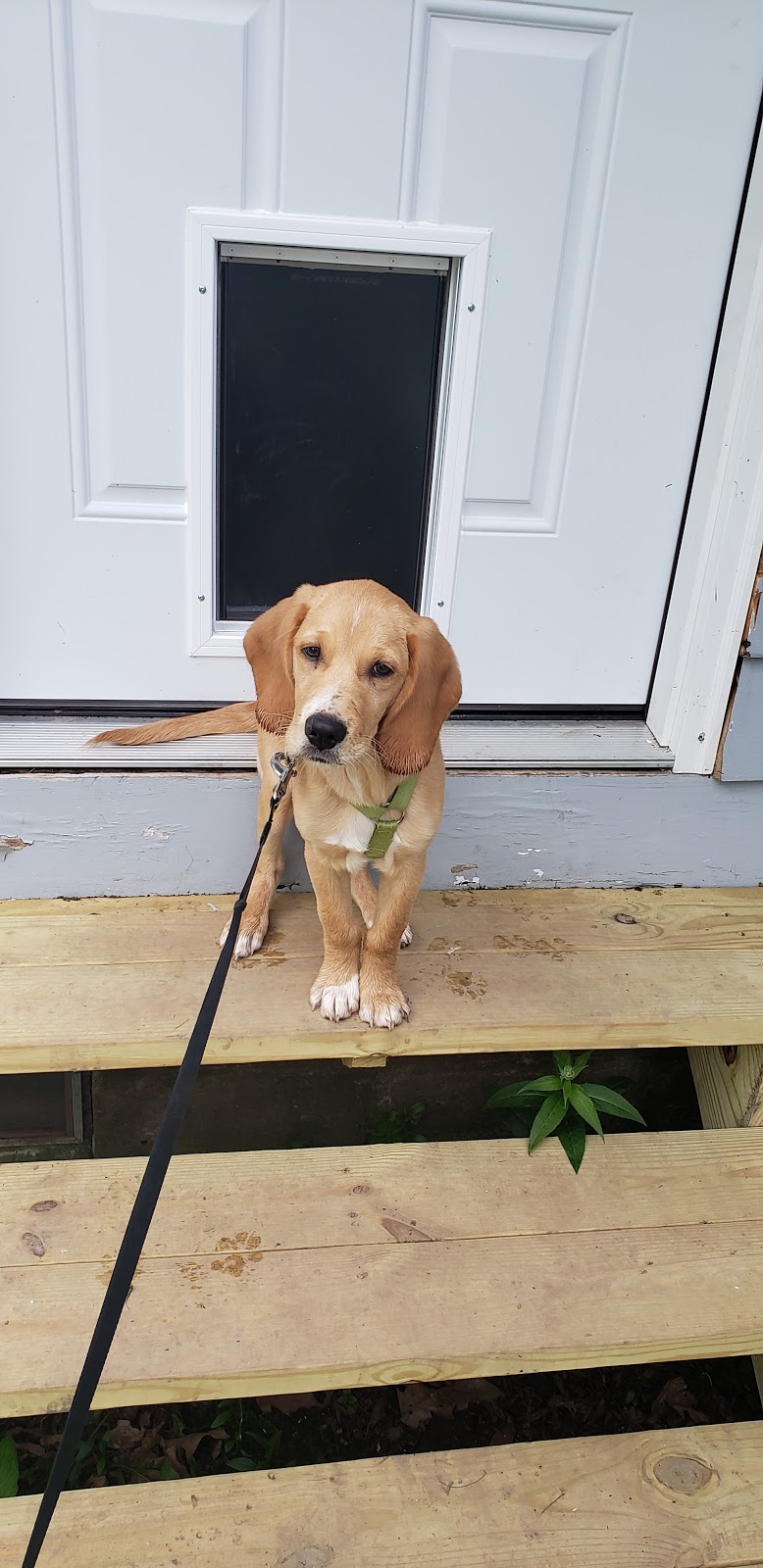 True Care Veterinary Hospital, Clarence | 10100 Main St, Clarence, NY 14031, USA | Phone: (716) 759-6225